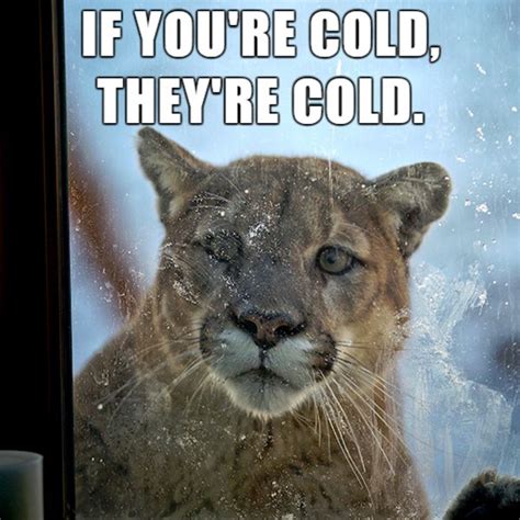 funny cold pics|if you're cold they're funny pic.